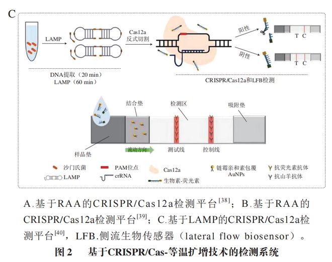 《食品科學(xué)》：東北農(nóng)業(yè)大學(xué)張微副研究員等：CRISPRCas-等溫擴增技術(shù)在食源性病原菌檢測中的研究進展(圖6)