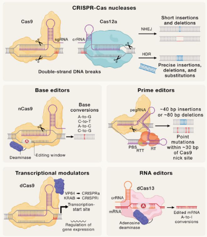 Cell｜CRISPR基因編輯技術的過去、現(xiàn)在和未來(圖4)